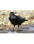 Vábnička Weisskirchen - hlas umírající vrány (EH510506)