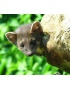 Vábnička Weisskirchen - kombi zaječí vřeštidlo a myškovačka (EH510504)